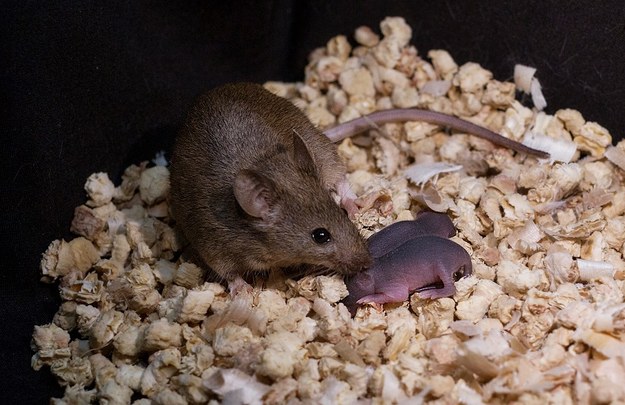 Mysz (córka dwóch samic) ze swoim własnym potomstwem /Leyun Wang /Materiały prasowe