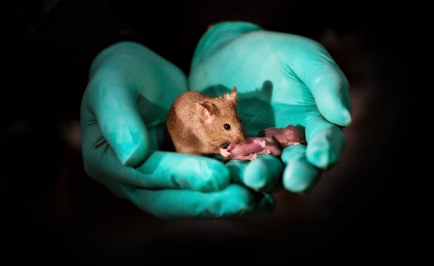 Mysz, cudowne dziecko dwóch mamuś. Albo tatusiów...