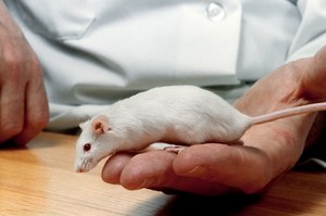 Mysz sklonowana z jednej kropli krwi