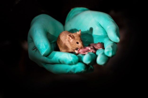 Mysz urodzona z materiałem genetycznym wyłącznie od dwóch matek z własnym potomstwem /Leyun Wang /Materiały prasowe