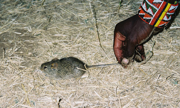 Mysz w wiosce Masajów w południowej Kenii /Lior Weissbrod /materiały prasowe