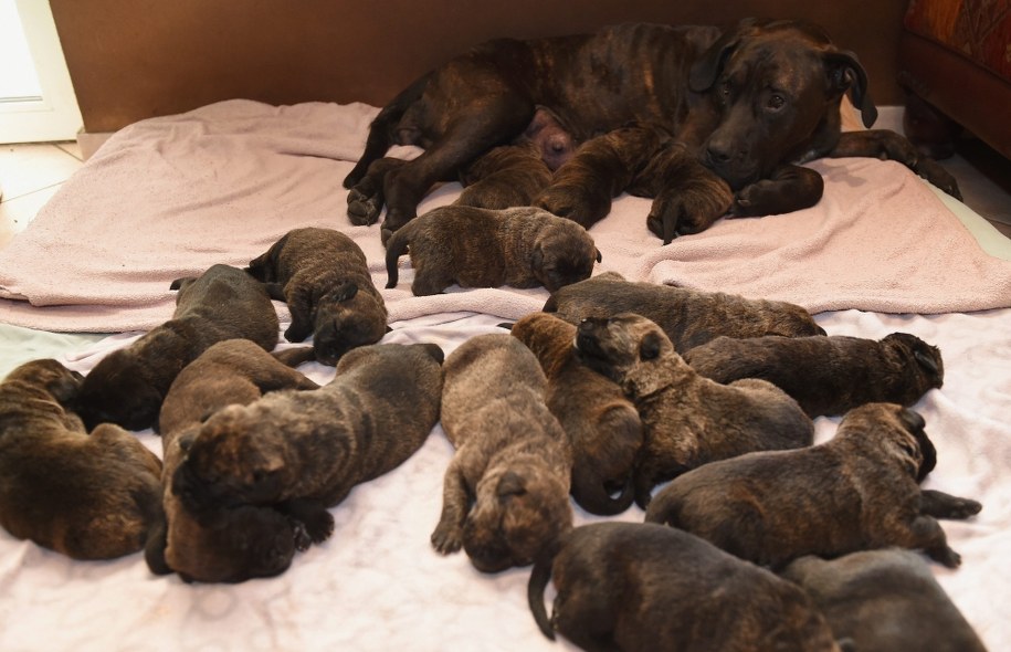 Myszka i jej potomstwo /CARMEN JASPERSEN /PAP/EPA