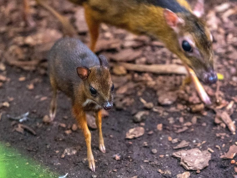 Myszojeleń czyli kanczyl mniejszy /ZOO Łódź /materiały prasowe