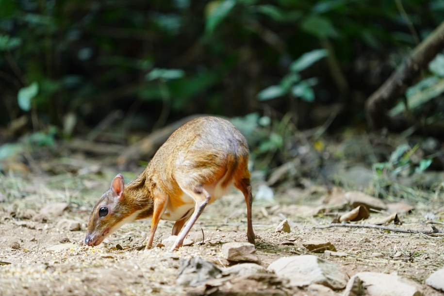 ​Myszojeleń urodził się w stołecznym zoo. Imię wybierze zwycięzca aukcji WOŚP /Shutterstock