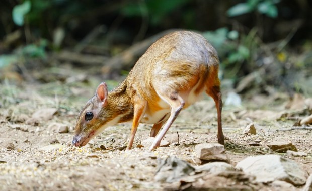 ​Myszojeleń urodził się w stołecznym zoo. Imię wybierze zwycięzca aukcji WOŚP