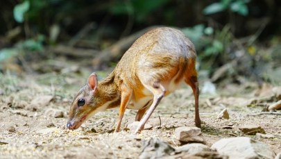 ​Myszojeleń urodził się w stołecznym zoo. Imię wybierze zwycięzca aukcji WOŚP