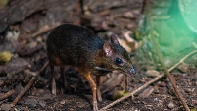 Myszojelenie kochają Łódź