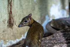 Myszojelenie w łódzkim zoo