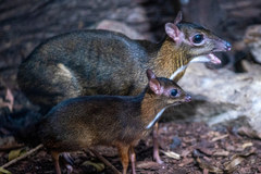 Myszojelenie w łódzkim zoo