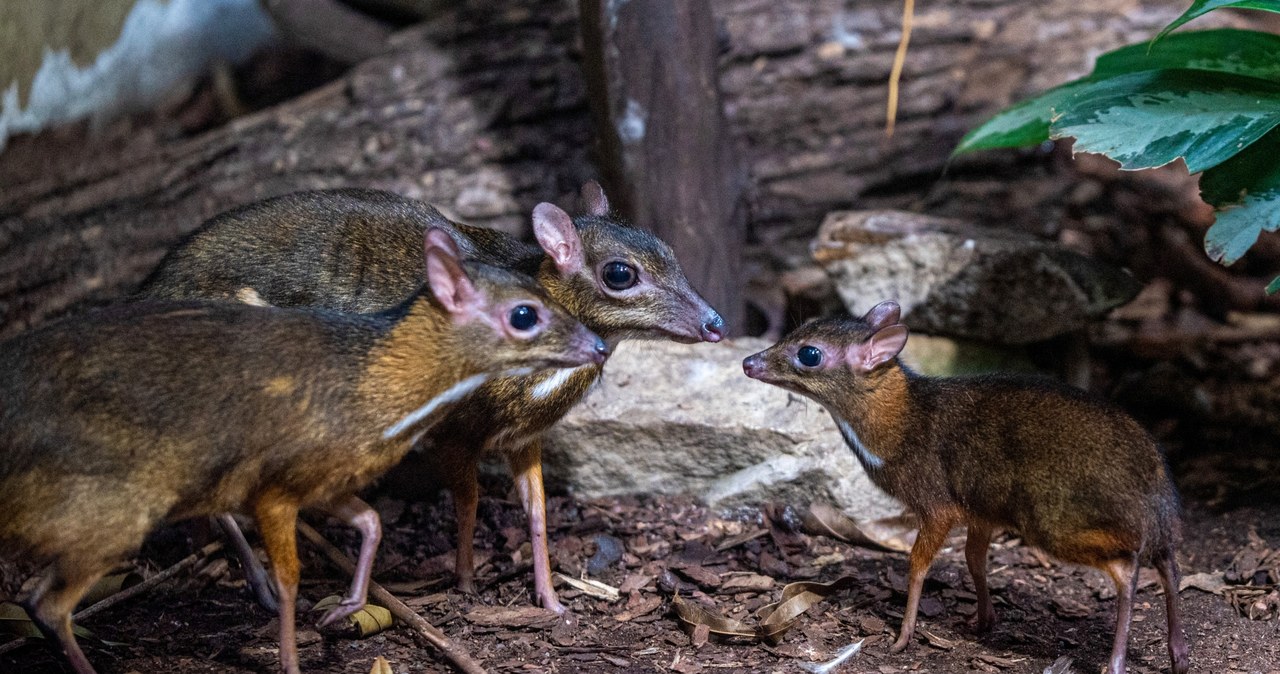 Myszojelenie w łódzkim zoo