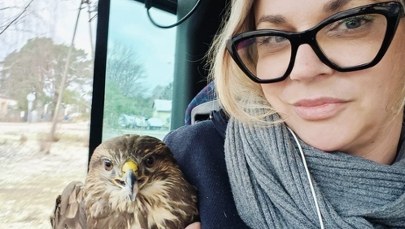 Myszołów uderzył w autobus. Ptak trafi do "Ptasiego Azylu"