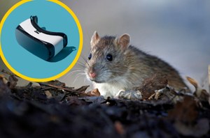 Myszy grające w VR? Pomagają w badaniu mózgu człowieka