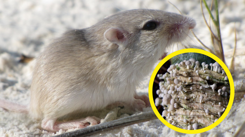 Myszy i inne gryzonie przenoszą grzyby wywołujące u ludzi groźne choroby - dowiedli naukowcy /Flickr.com, CC BY 2.0