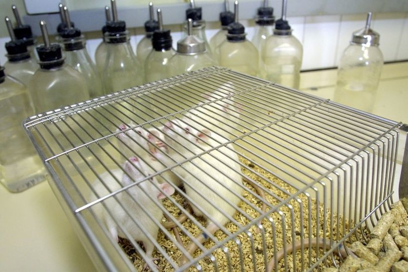 Myszy laboratoryjne okazały się niezłymi pijakami /123RF/PICSEL