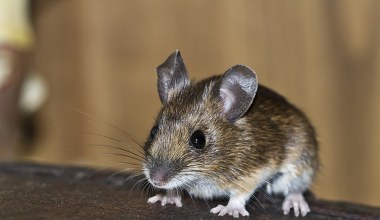 Myszy pchają się do domu? Odstraszy je ten produkt z kuchennej szafki 