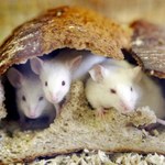 Myszy stały się "mądrzejsze" dzięki komórkom ludzkiego mózgu