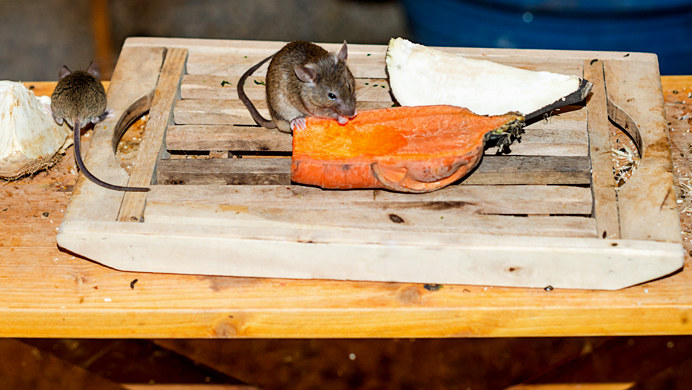 Myszy w domu to prawdziwa plaga /123RF/PICSEL