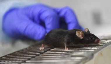 Myszy zakażone gruźlicą nie chorują na COVID-19