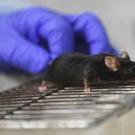 Myszy źródłem wariantu Omikron? Tak twierdzą naukowcy z Chin