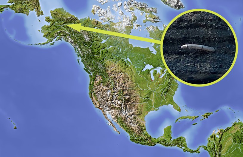 Na Alasce odnaleziono kieł mamuta włochatego /123RF/PICSEL