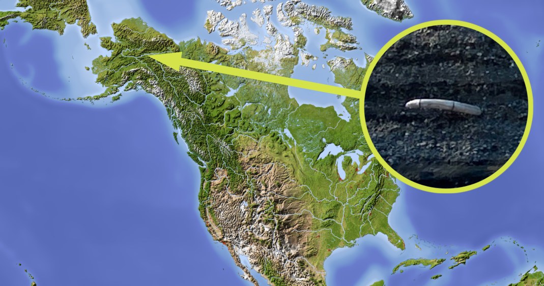 Na Alasce odnaleziono kieł mamuta włochatego /123RF/PICSEL