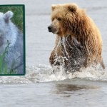 Na Alasce zaobserwowano szarego niedźwiadka. To wyjątek