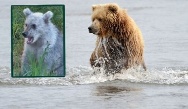 Na Alasce zaobserwowano szarego niedźwiadka. To wyjątek