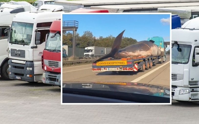 Na autostradzie A1 w okolicach Bremy kierowcy mogli zobaczyć transport wieloryba. /Stanislaw Bielski/REPORTER/EAST NEWS/ lindare87/ TikTok/ zrzut ekranu /