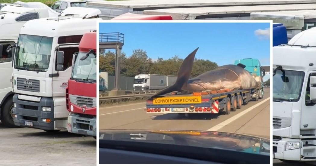 Na autostradzie A1 w okolicach Bremy kierowcy mogli zobaczyć transport wieloryba. /Stanislaw Bielski/REPORTER/EAST NEWS/ lindare87/ TikTok/ zrzut ekranu /