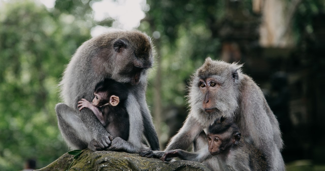 Na Bali warto zobaczyć Małpi Las w Ubud. Każdy turysta powinien jednak zabezpieczyć kieszenie i plecaki. /123RF/PICSEL