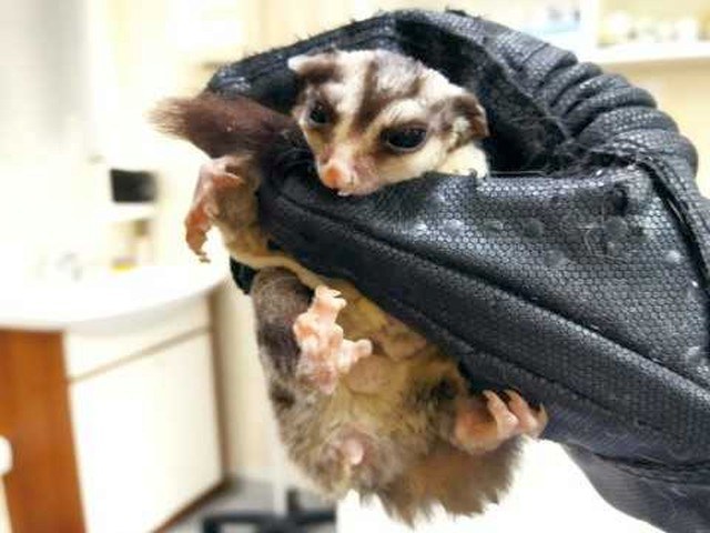 Na balkonie mieszkania na Białołęce kot znalazł australijskiego latającego ssaka tzw. lotopałankę /Straż miejska Warszawa /Straż Miejska