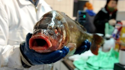 Na Boże Narodzenie karpie będą tańsze   