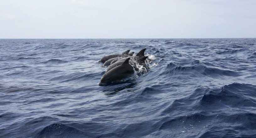 Na brzegach znajdywanych jest coraz więcej martwych delfinów /Pixabay.com