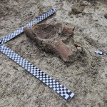 Na budowie S17 odkryto 100 tys. zabytków. Trafiono też na mamuta