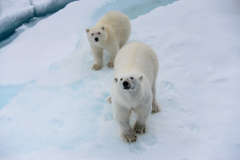 Na całym świecie żyje ok. 20-25 tys. niedźwiedzi polarnych /123RF/PICSEL