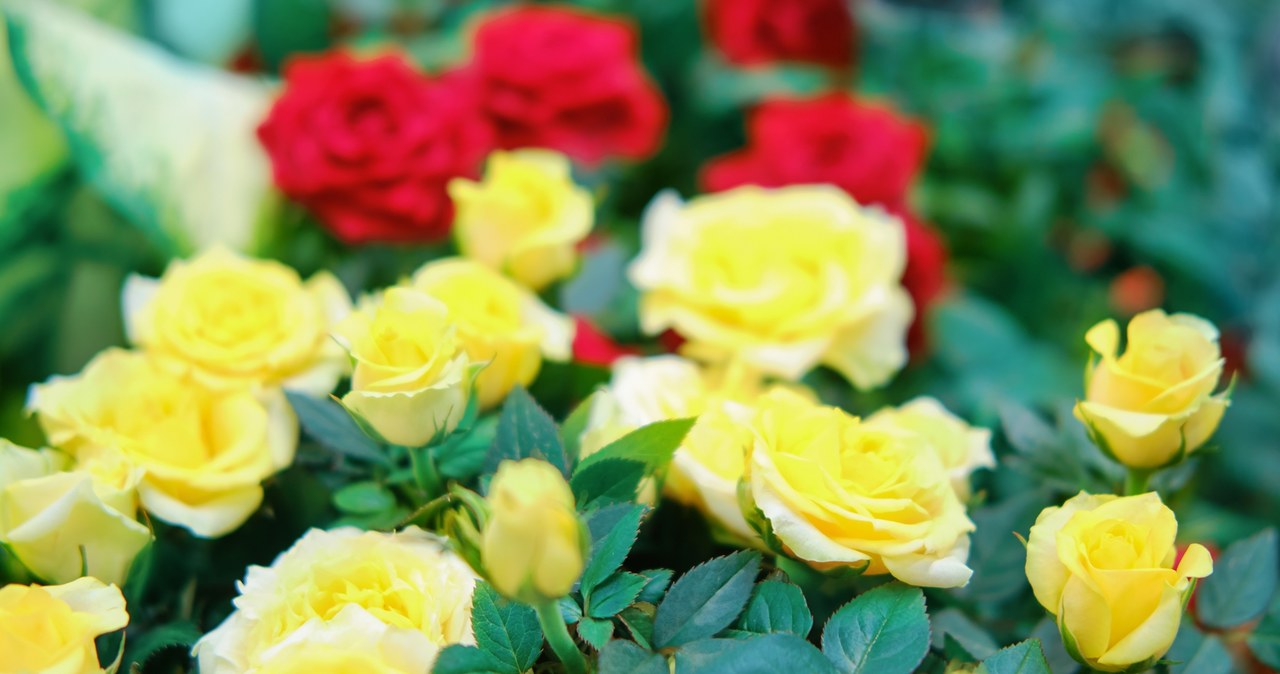 Na cmentarz wybieraj kwiaty cięte w początkowej fazie kwitnienia /123RF/PICSEL