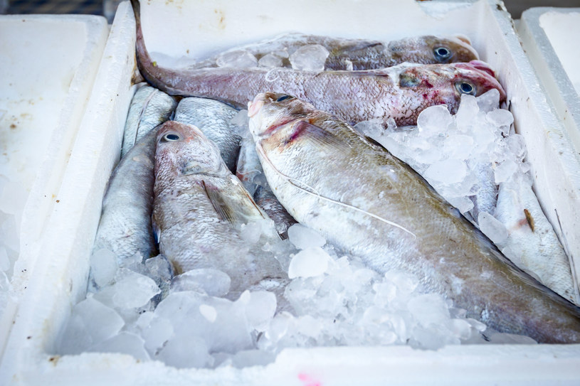 Na co należy zwrócić uwagę przed zakupem ryby? /123RF/PICSEL