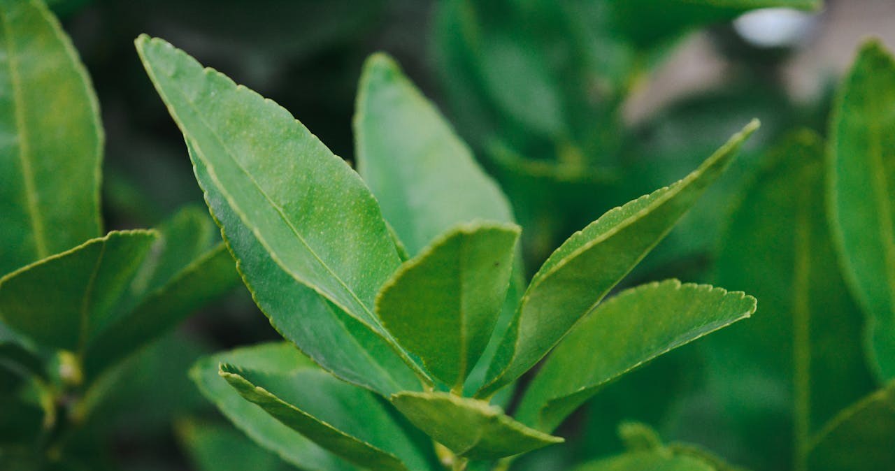 Na co pomaga napar z liścia laurowego? /Irf Photography And Filmmaking /pexels.com