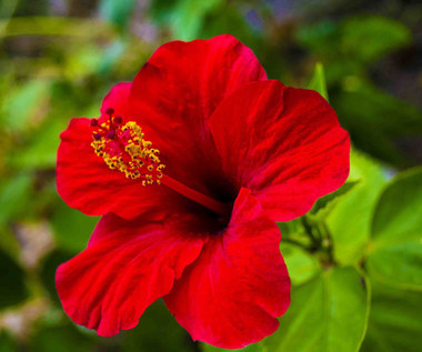 Na co pomoże hibiskus?