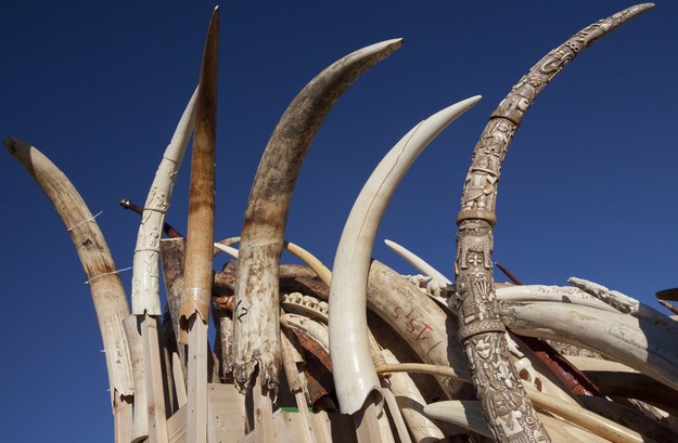 Rekordowa kara dla przemytnika kości słoniowej