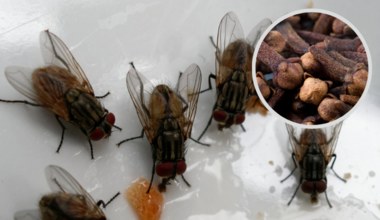 Na dobre przepędzisz owady z domu. Działa na muchy i mrówki, a nawet na mole