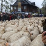 ​Na drogach pierwszeństwo mają owce! W Szczawnicy zaczyna się redyk