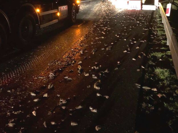 Na drogę S6 wylał się w nocy ładunek odpadków rybnych. /miastokolobrzeg.pl /