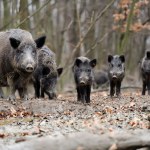 Na dziedzińcu urodziły się dziki. Reakcja uczelni może zaskakiwać