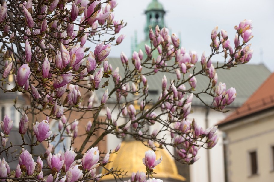 Na dziedzińcu Zamku Królewskiego na Wawelu w Krakowie zakwitły magnolie /	Łukasz Gągulski /PAP