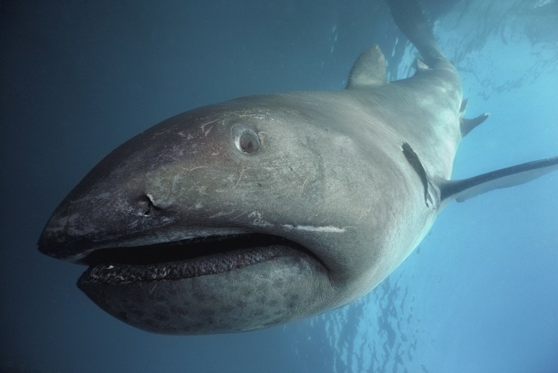 Na Filipinach odnaleziono niezwykle rzadkie zwierzę. To rekin wielkogębowy. /JEFFREY ROTMAN / Biosphoto /East News