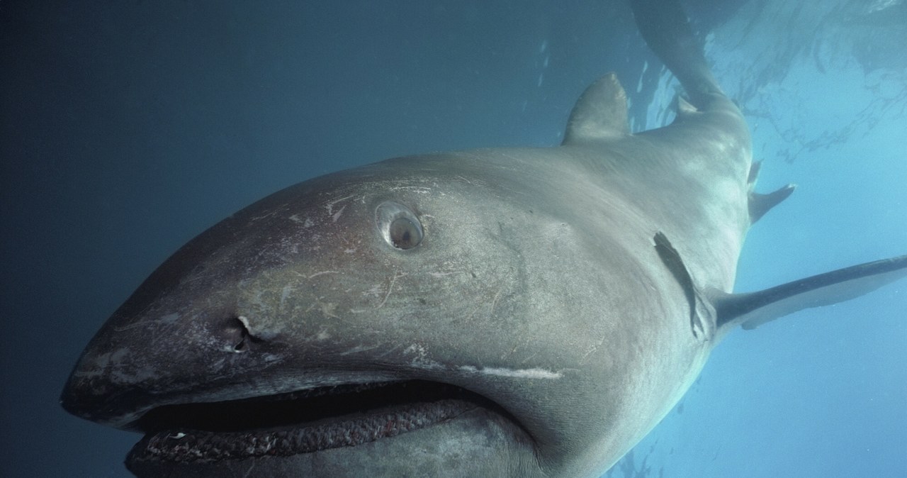 Na Filipinach odnaleziono niezwykle rzadkie zwierzę. To rekin wielkogębowy. /JEFFREY ROTMAN / Biosphoto /East News