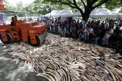 Na Filipinach zniszczono 5 ton skonfiskowanych kłów słonia