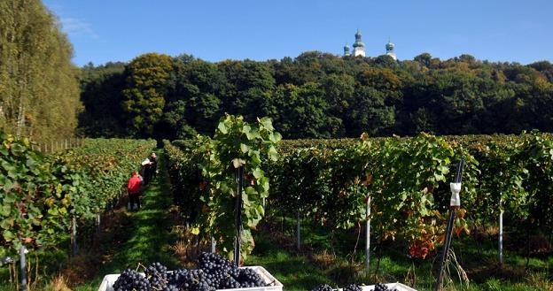 Na fot. winnica na Srebrnej Gorze - winobranie odmiany REGENT Fot. M. Lasyk REPORTER /Reporter