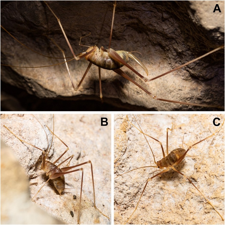Na greckiej wyspie Kastellorizo odkryto nowy gatunek świerszcza jaskiniowego /„Journal of Orthoptera Research” /